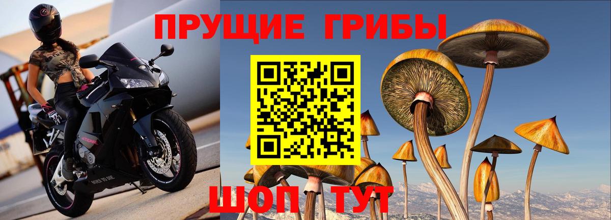 Псилоцибиновые грибы прущие грибы  Вход с VPN  Псилоцибиновые грибы мухоморы  Тавда 